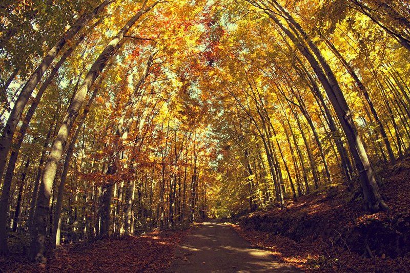 Есенphoto preview