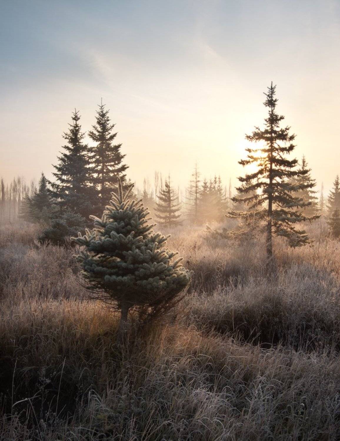рассвет,ель, Дитковский Евгений