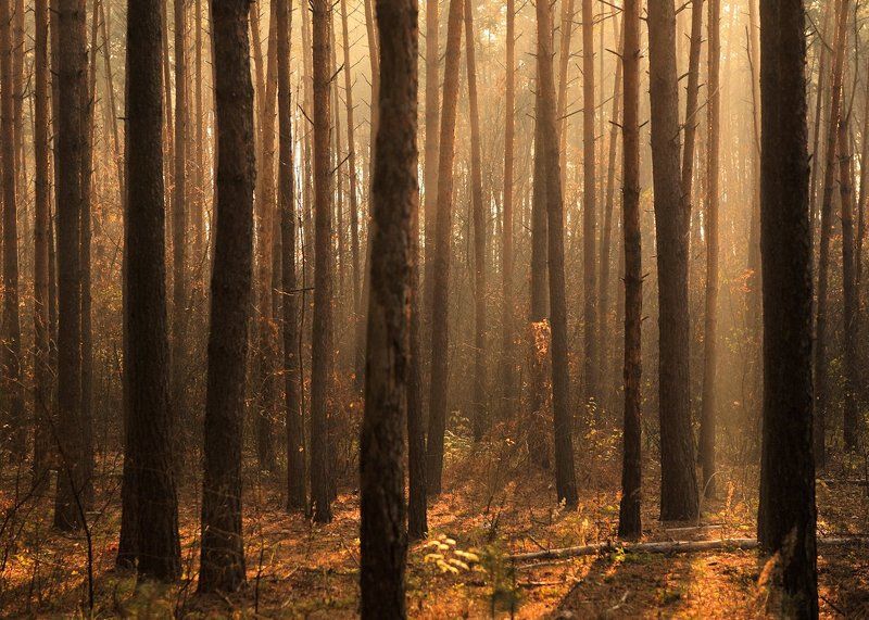 Утро в лесу...photo preview