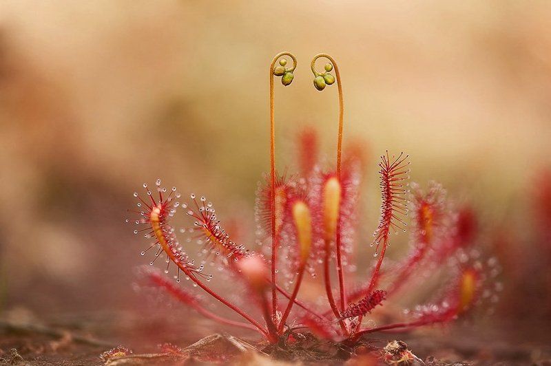 росянка, макропейзаж такая хищная любовьphoto preview