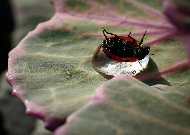 Водяной матрасик для коровыphoto preview