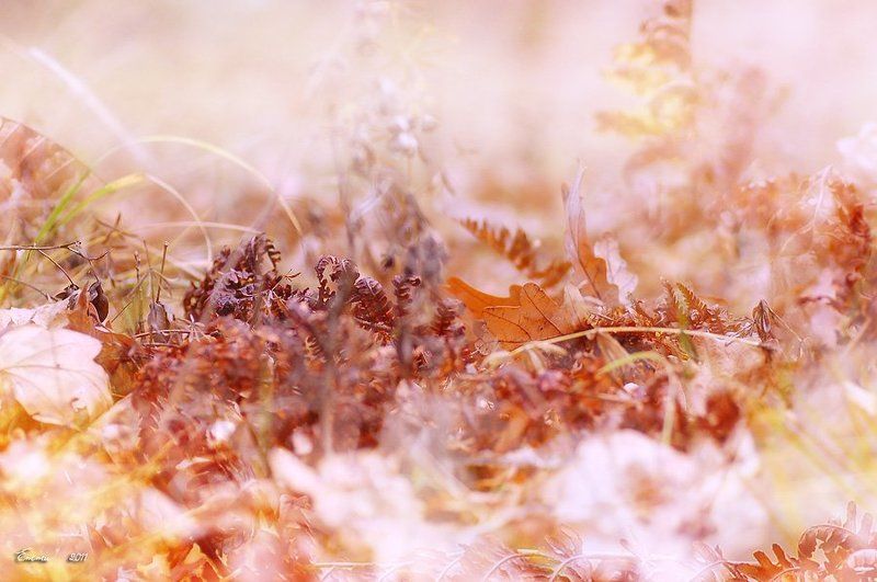 осень, природа, зарисовка, ветка, листья 1 Ноября.... фото превью