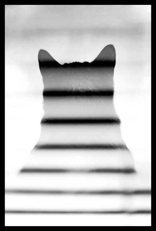 рада, кошка Полосатаяphoto preview