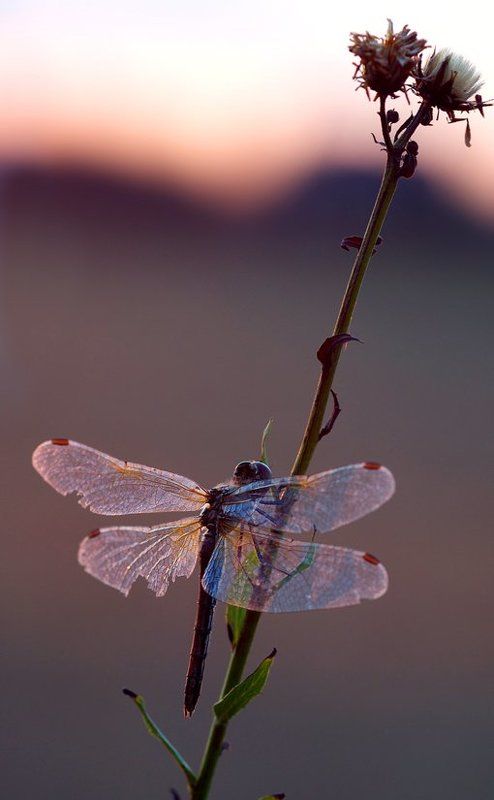 рассветнаяphoto preview