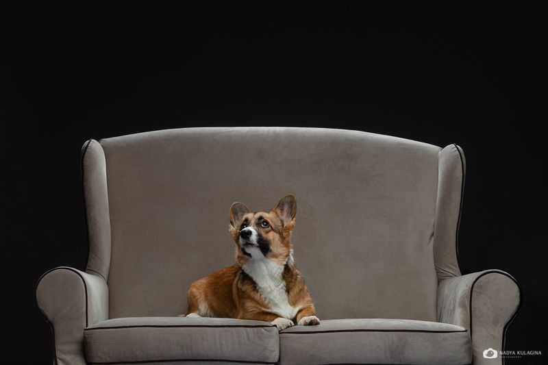 #animalphoto #dogphotography #bestphoto #welshcorgipembroke #dogportrait #portrait #dog #petphotography #pet_photography #studio #studio_pet_photography #studiopetphotography The Kingphoto preview