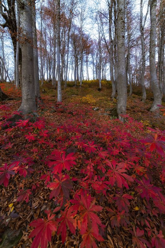 Листья,Осень, красные,сочи Ожидающие снегаphoto preview