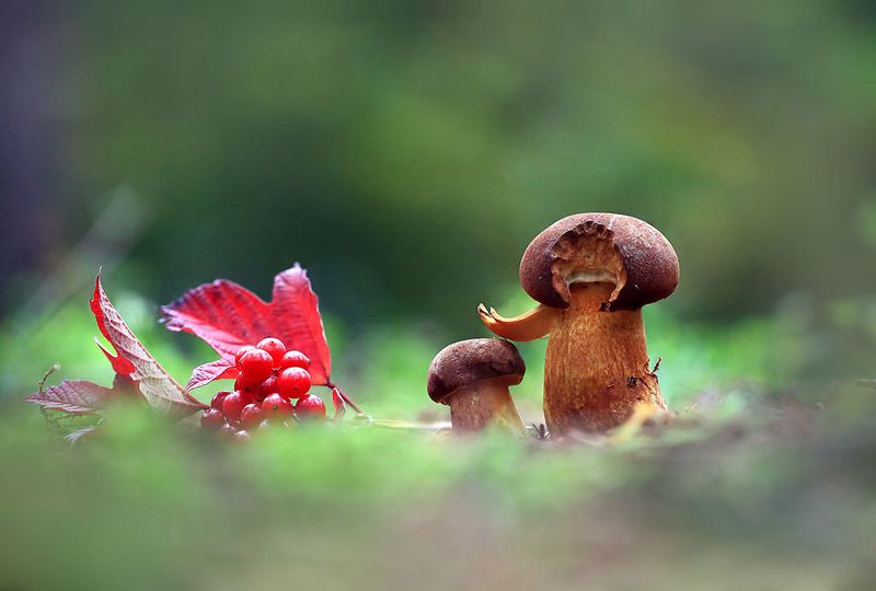 лес,осень,грибы,ягоды. Не бойся я с тобой.photo preview