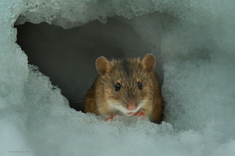 Хулиганphoto preview