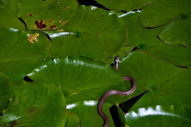 Охотаphoto preview