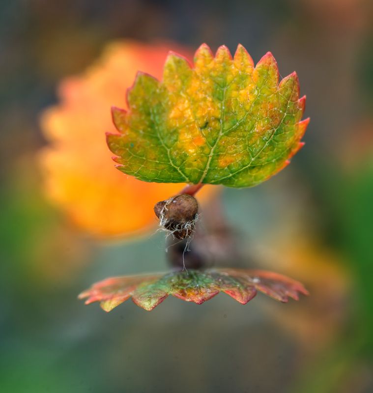 Карликовая берёзка.photo preview