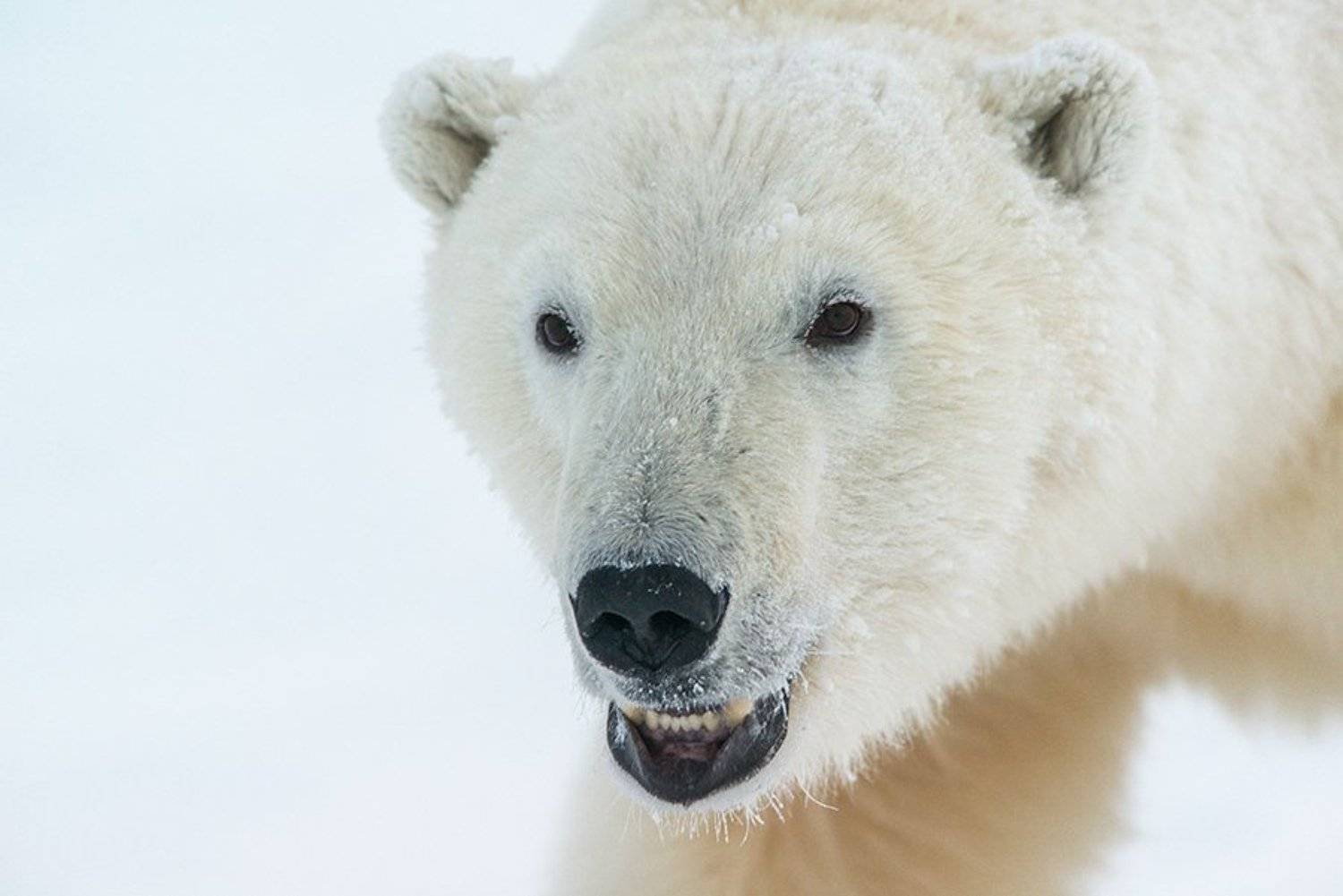 чукотка арктика море медведь белый полярный морской мыс кожевникова, Максим Деминов