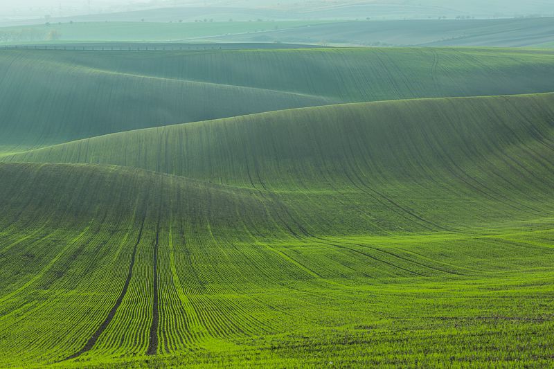 моравия, чехия, озимые, поля, зеленый, осень Зеленые волныphoto preview