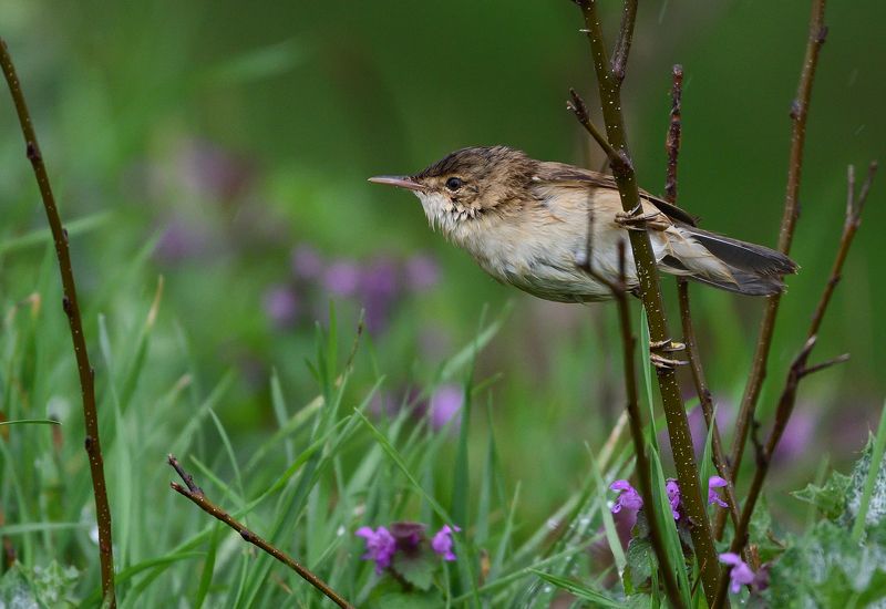 bird, birds, wings, feathers, flight, warbler, reed, green, grass Reed warblerphoto preview
