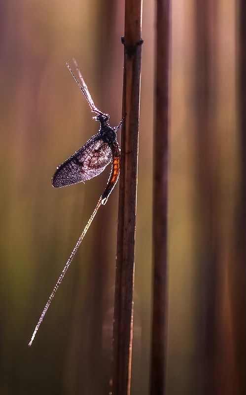 Неземноеphoto preview