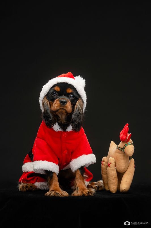 dog К Новому Году готов!photo preview