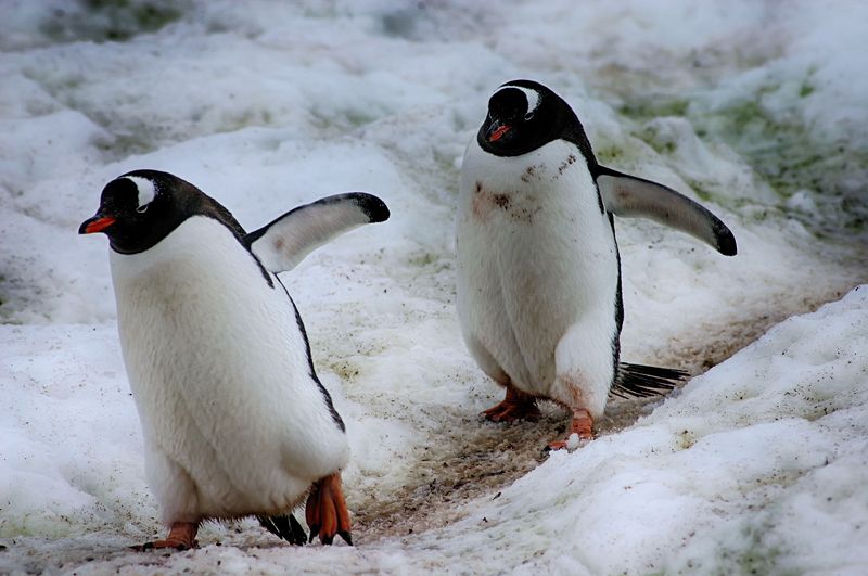 Антарктида 31 фото превью