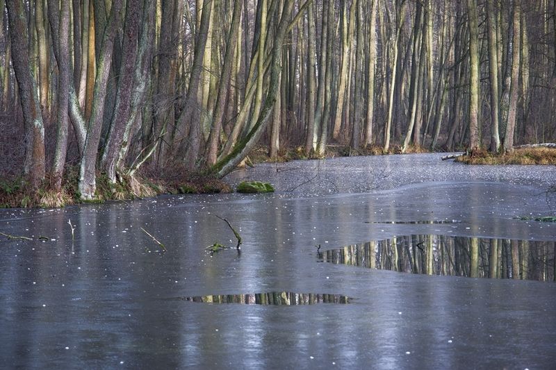 Rezerwat Niebieskie Źródła 2photo preview