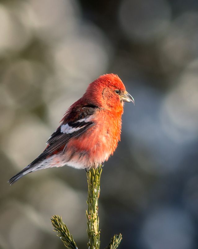 клёст,печора,коми.зима,птицы,анималистика,север,klest, pechora, komi.winter, birds, animalism, north Белокрылый клёстphoto preview
