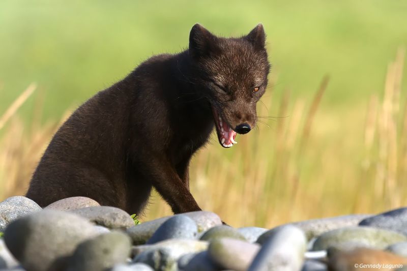 fox commander, командорский песец, arctic fox, песец, the commander islands, командорские острова Пират острова Берингаphoto preview