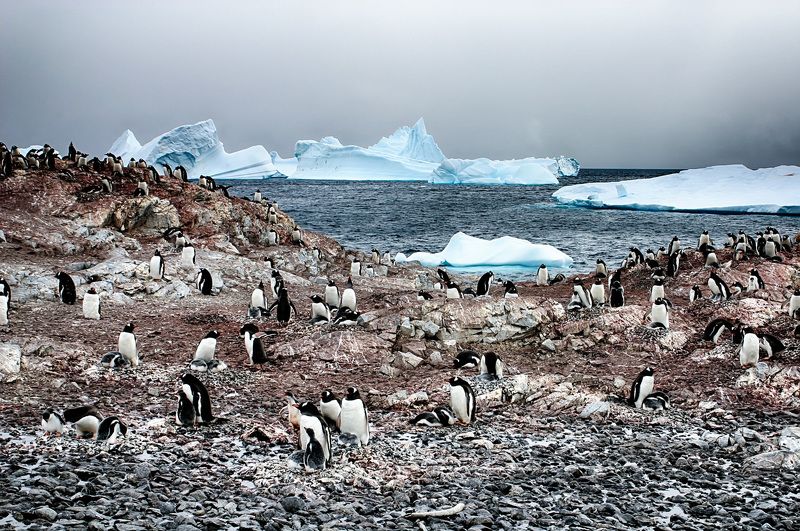 Антарктида 32 фото превью