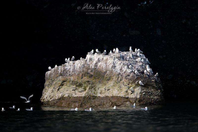 Чаячий островокphoto preview