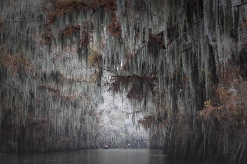 болото, кипарис, осень Аллеяphoto preview