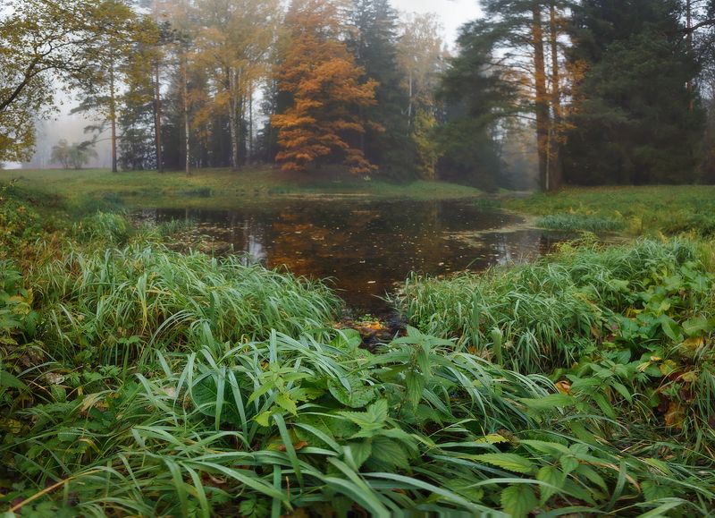питер, павловск, павловскийпарк, осень, пейзаж, landscape, tsarskoyeselo, autumn Из осени. . .photo preview