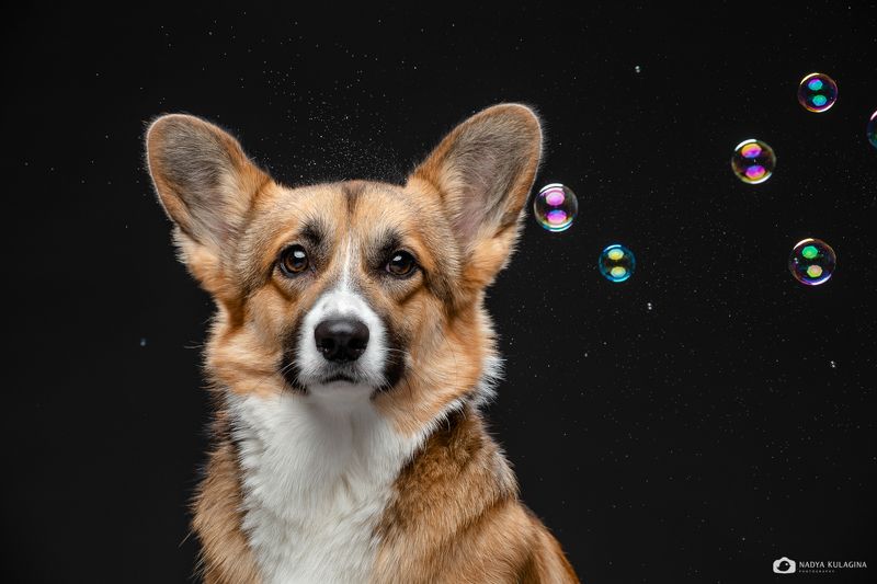 dog photography, dog Scary Shiny Thingsphoto preview