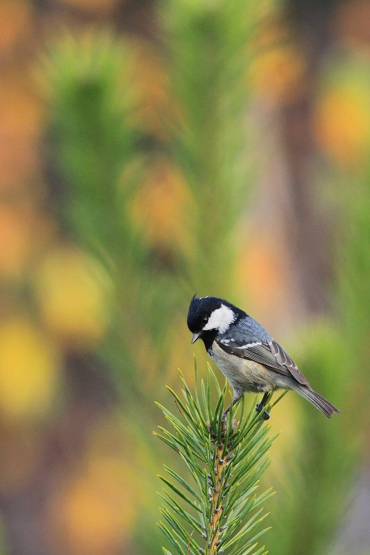 bird,orange,green,wildlife,nature,color,beautiful,scene,woods,scenery,autumn,wild,beauty,forest,birds,natural Colors of the Forestphoto preview