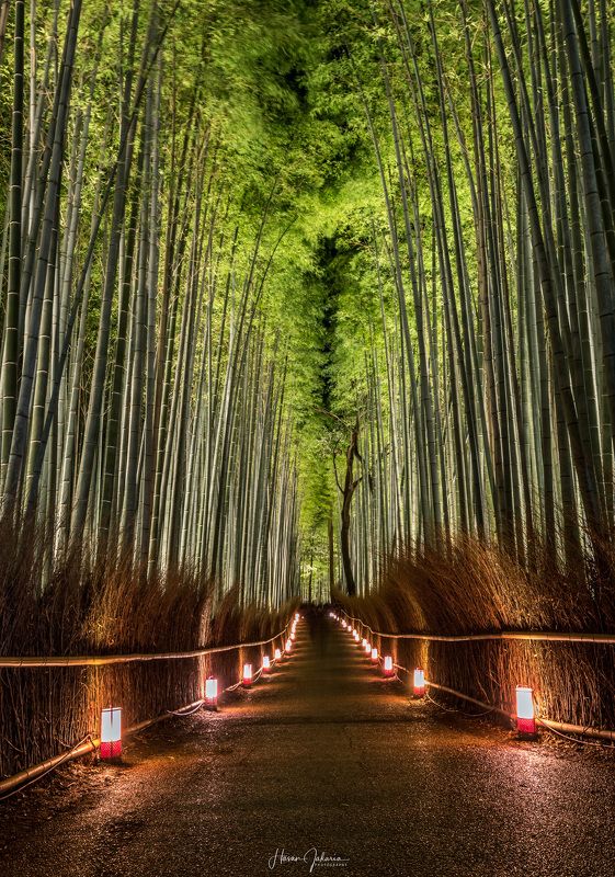 night nature long exposure forest lights kyoto japan bamboo [ Arashiyama Hanatouro Festival ] Kyoto, Japan.photo preview