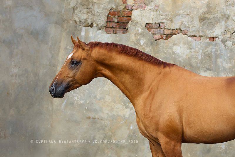 horse, лошадь, лошади, portrait Рыжийphoto preview