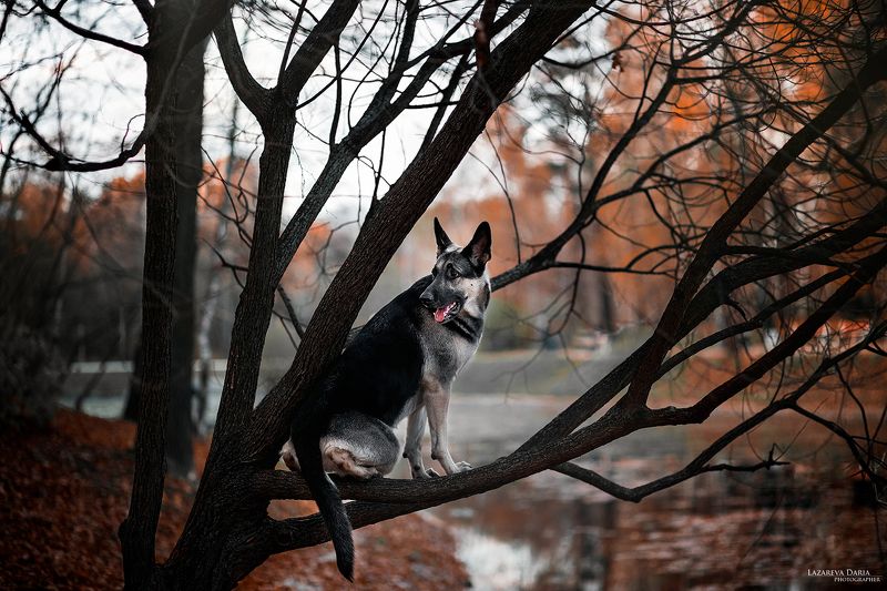 собака, природа, лес, овчарка Птичкаphoto preview