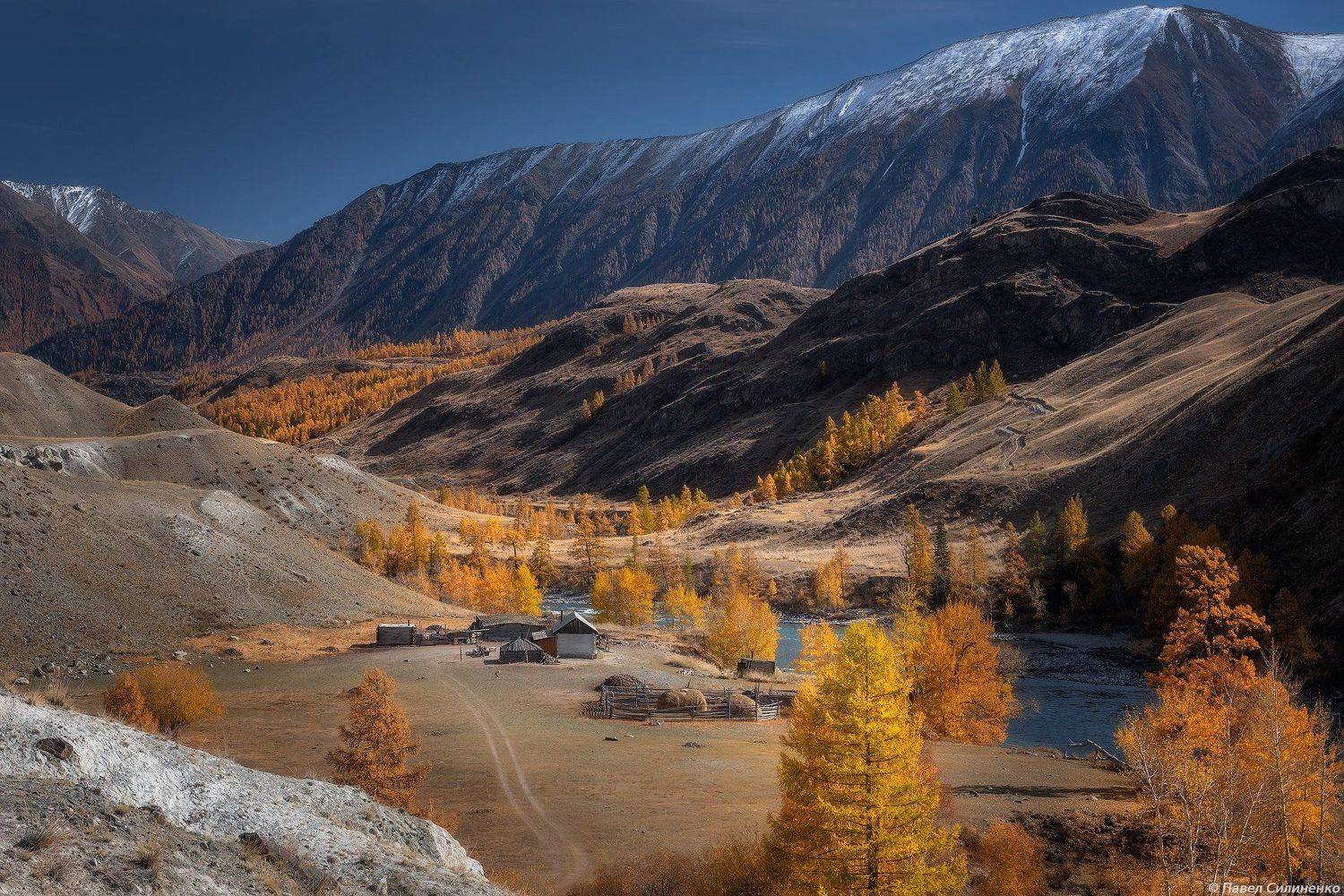 На берегу Аргута. Автор: Павел Силиненко пейзаж, осень, горы, аргут, река, алтай, желтый, свет, лиственница, Павел Силиненко