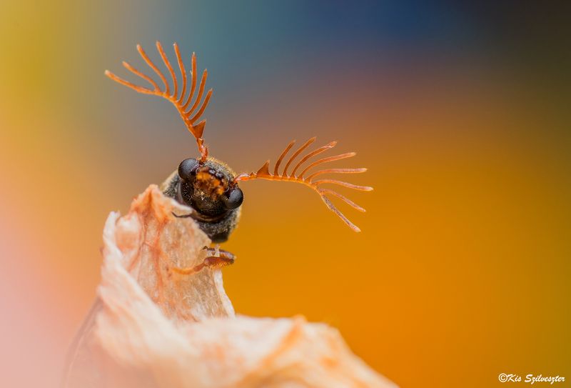 #macro, #nature, #macrophotography, #beetle, #reverselens #insectphotography Fan-bearing wood-borer portrait (Ptilinus pectinicornis) Male.photo preview