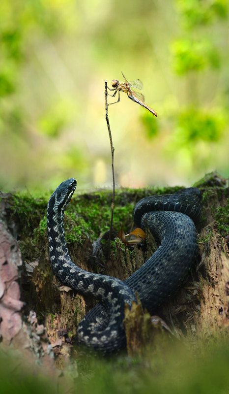 макро, лес, гадюка, стрекоза, природа  photo preview