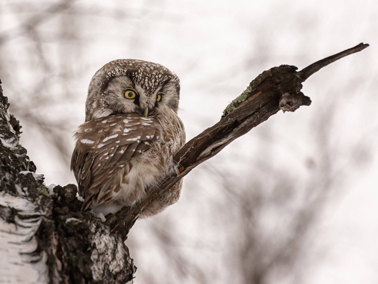 , Андрей Поляков