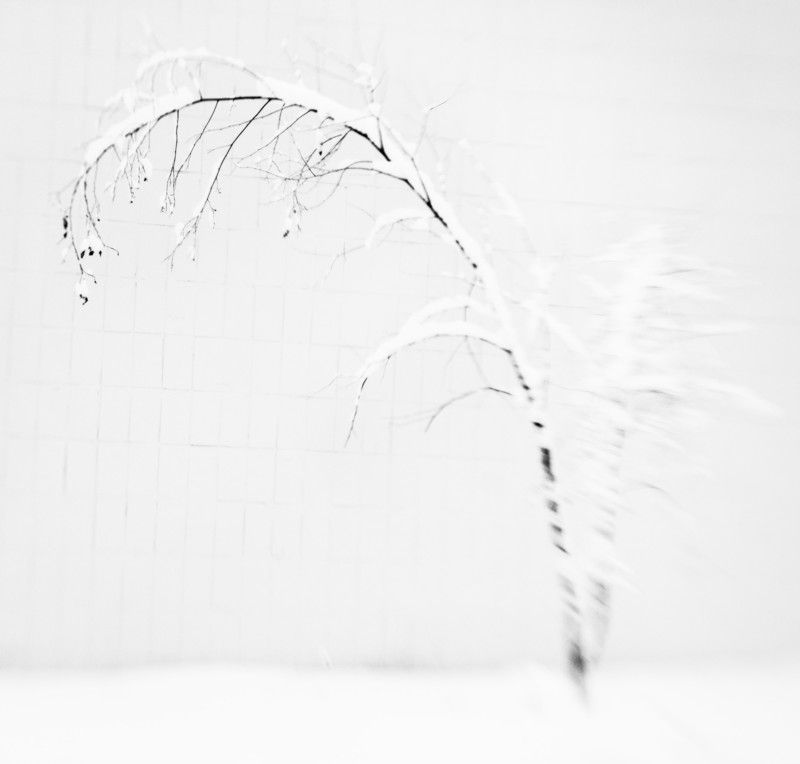 природа, настроение, ленсбэйби, монохром, зима Grisaille d\'hiverphoto preview