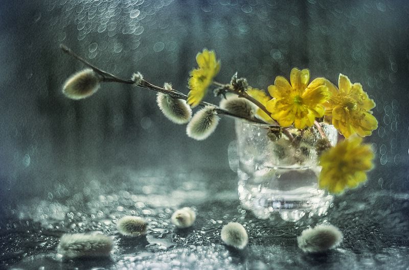 вербочкаphoto preview