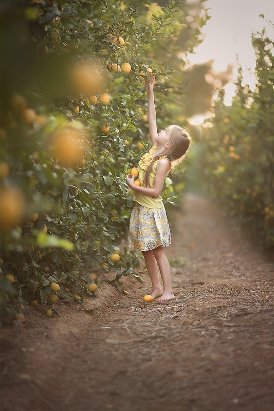 лимоны, лето, золотой час, красота, закат, природа, деревья, лучи, свет, детство, дети, люди Лимоновый закатphoto preview