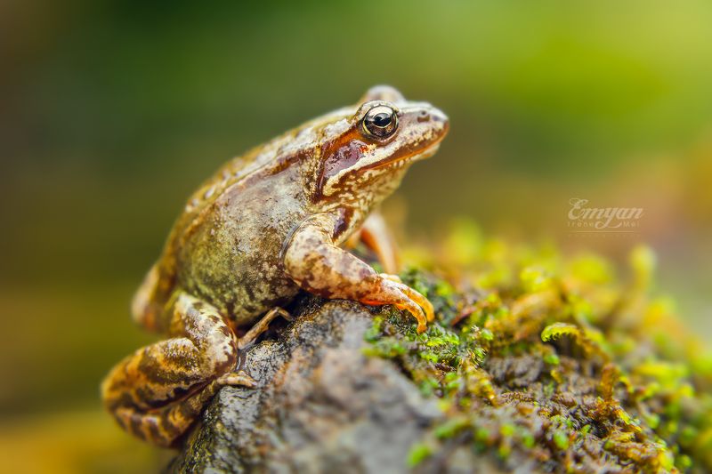 карпаты, животные, лягушка, макро, природа, nature, carpathians, mountains, frog, animals Царевна, просто Царевнаphoto preview