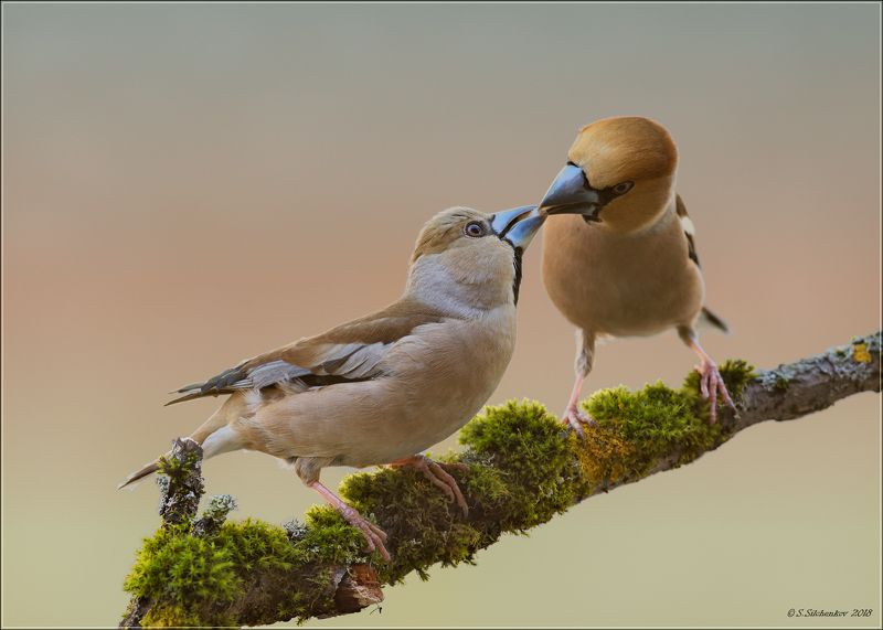 дубонос Love is ...photo preview