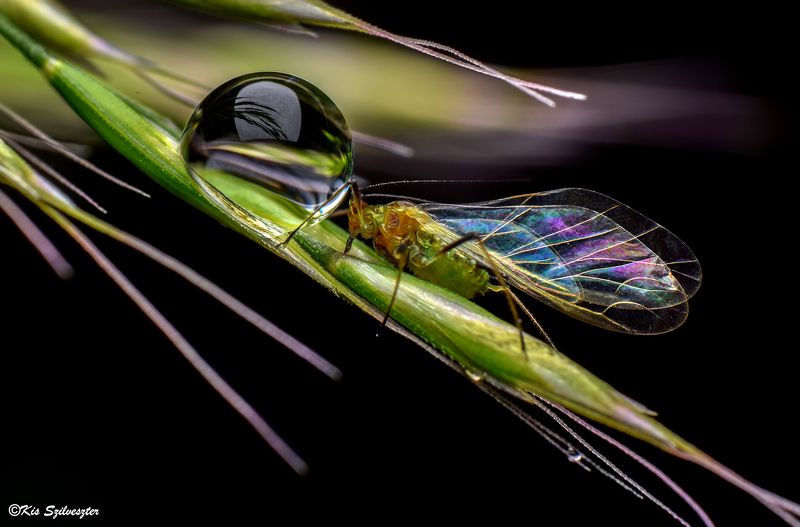 #macro, #nature, #macrophotography, #aphid, #reverselens, #insectphotography, #dewdrop Sensual contact with a dewdropphoto preview