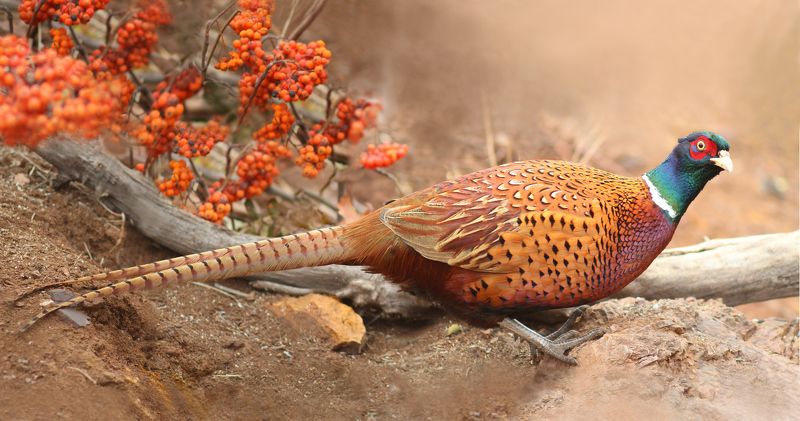 Обыкновенный фазан.(Phasianus colchicus)photo preview