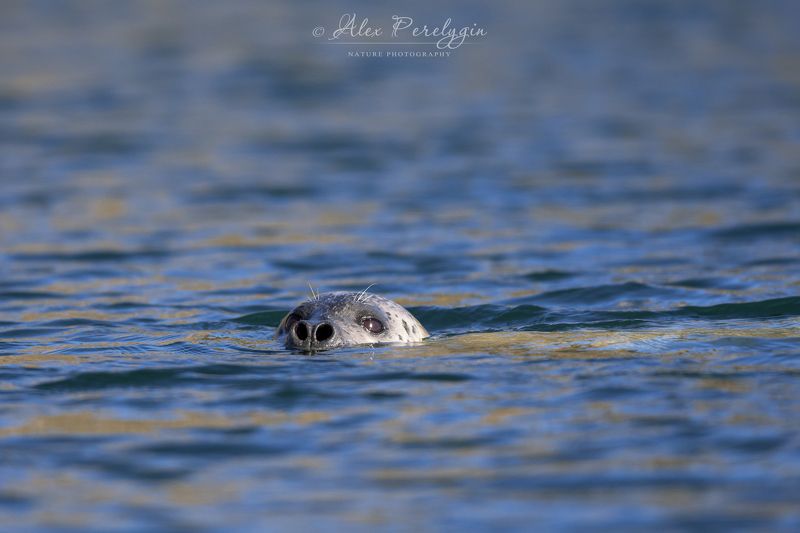 Тблень лаграphoto preview