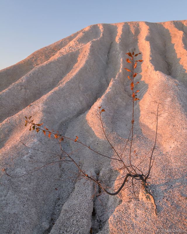 осень, желтый, рассвет,  утро, природа, свет, солнечный свет, лучи солнца, куст, засуха О желании жить. Окрестности Актовского каньона.photo preview