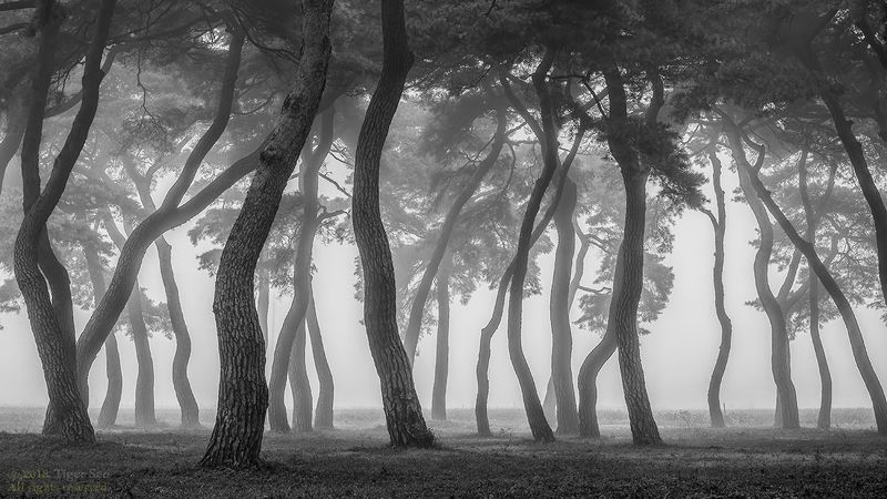 pine_tree tree for foggy morning old long time landscape  Standphoto preview