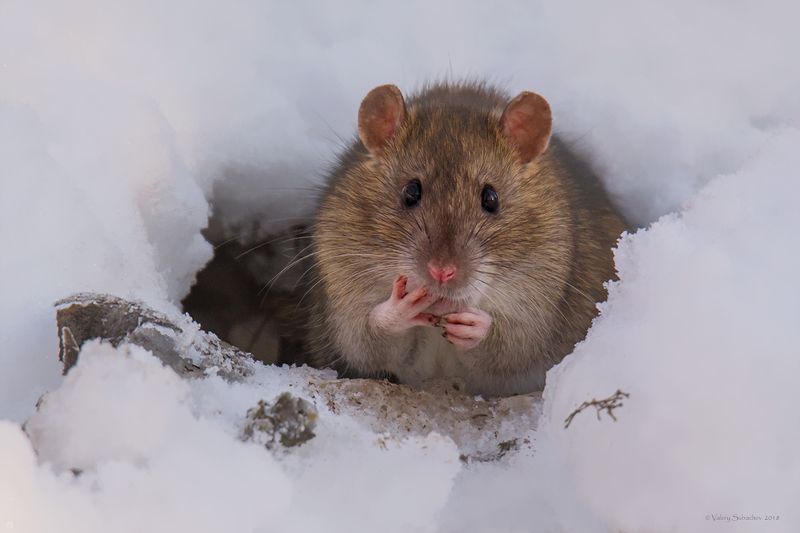 Застенчивыйphoto preview