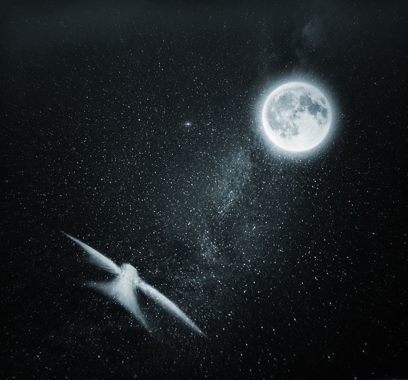 The Blue Birdphoto preview