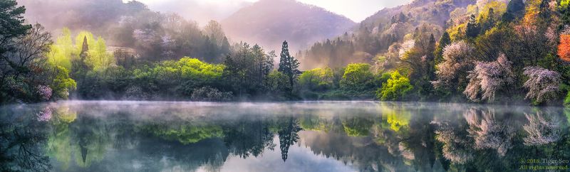 reflection flower water spring trees mountain landscape fog sunrise morning Korea sound of seasonphoto preview