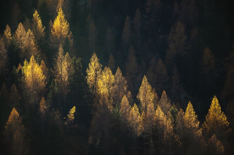 Magical lanterns of the forestphoto preview